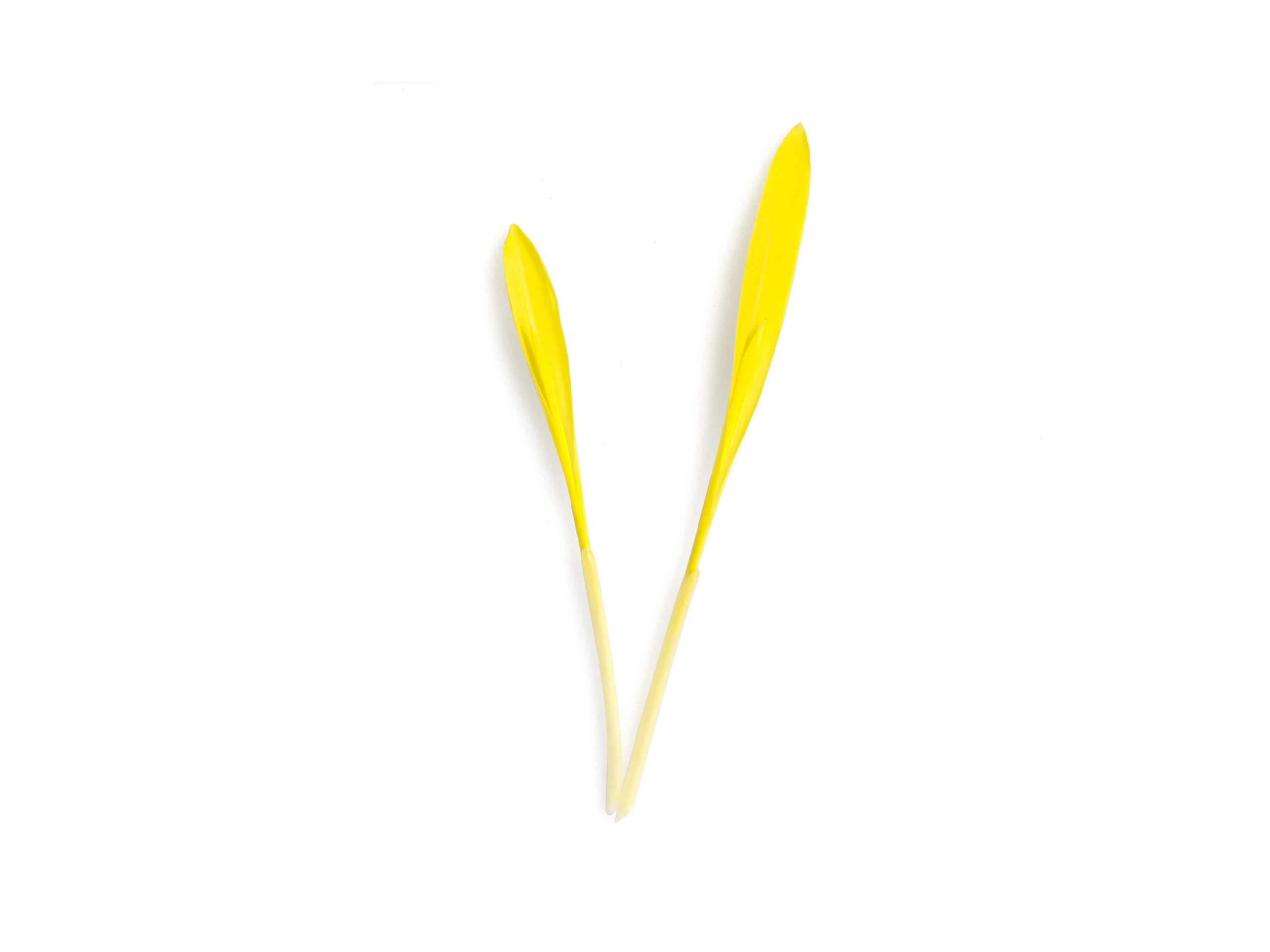 Foglia Mais giallo