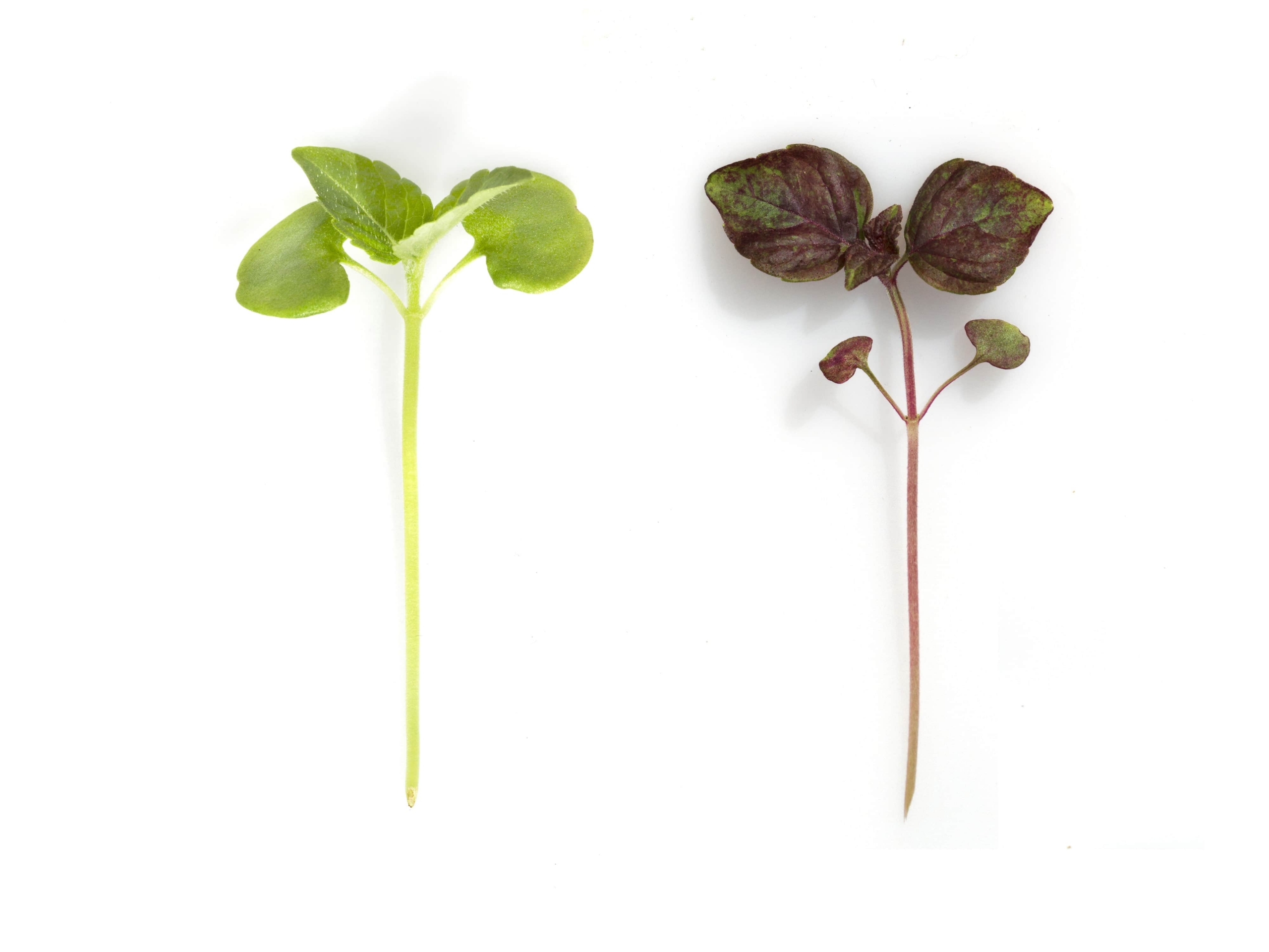 shiso verde e rosso