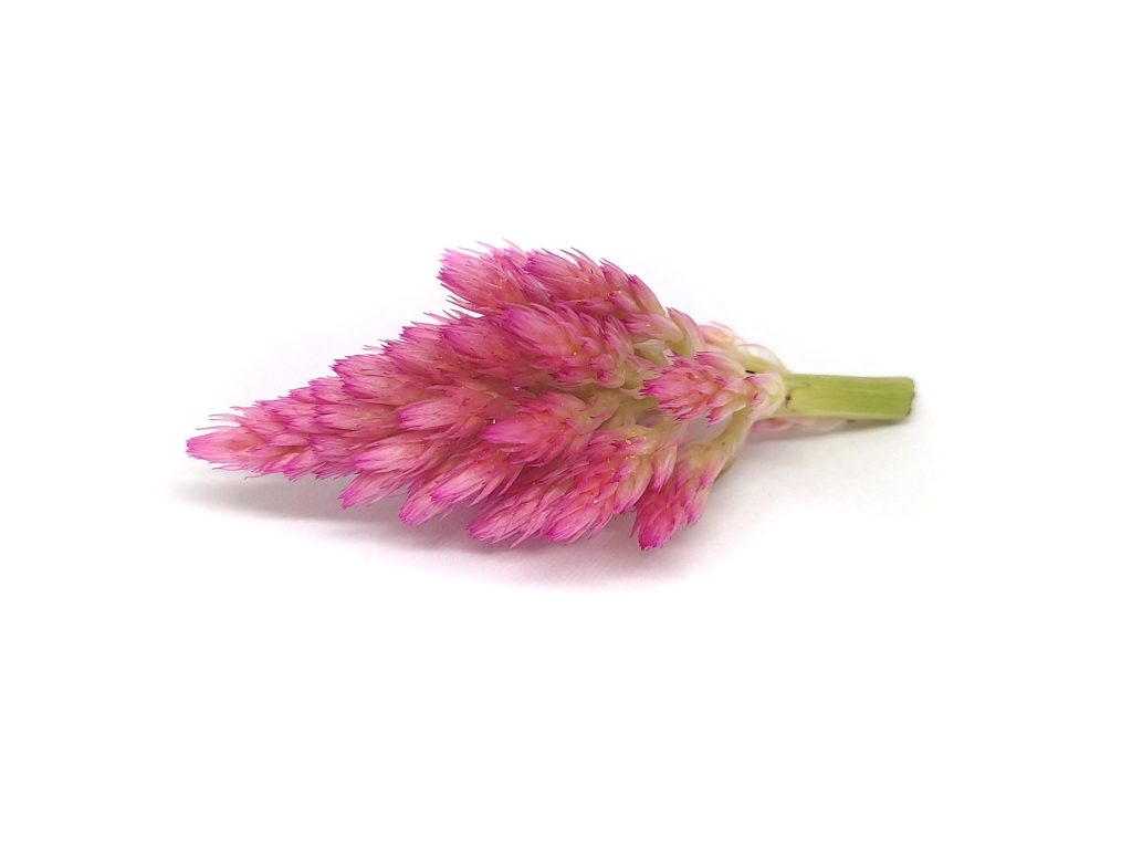 Celosia