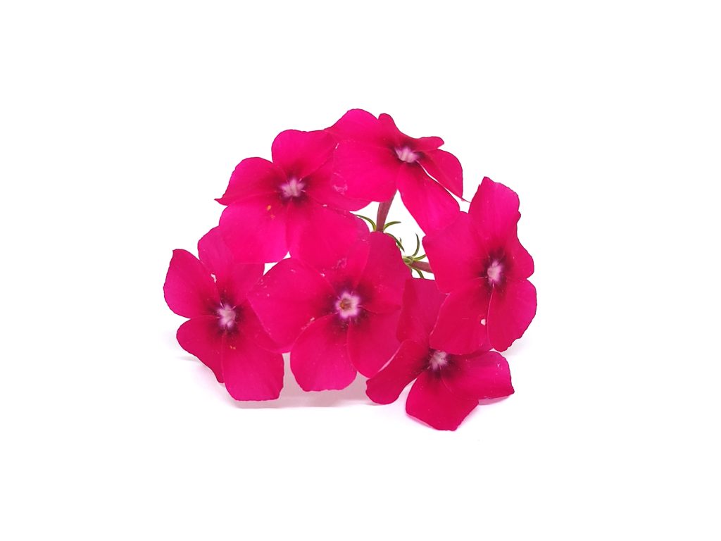 Phlox
