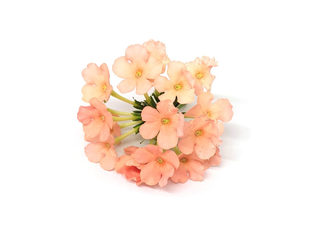 Verbena