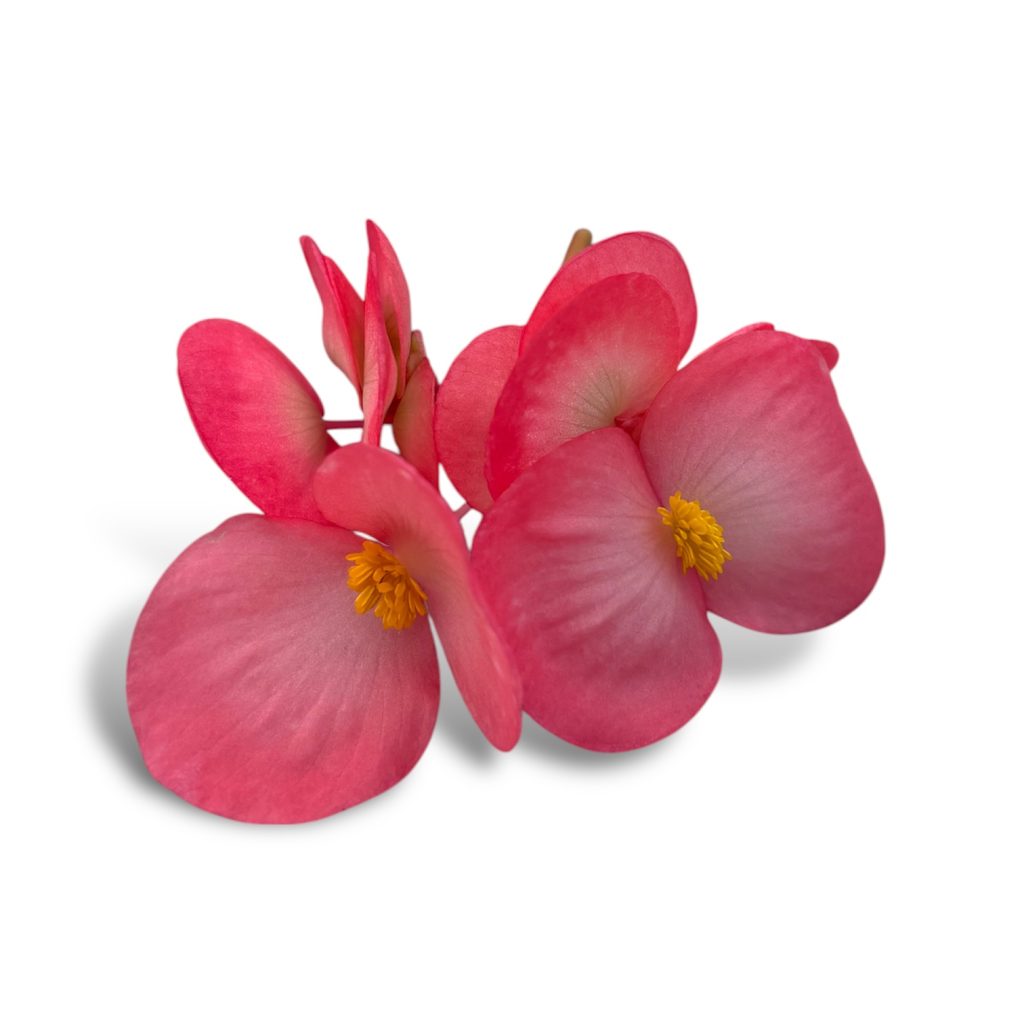 Begonia