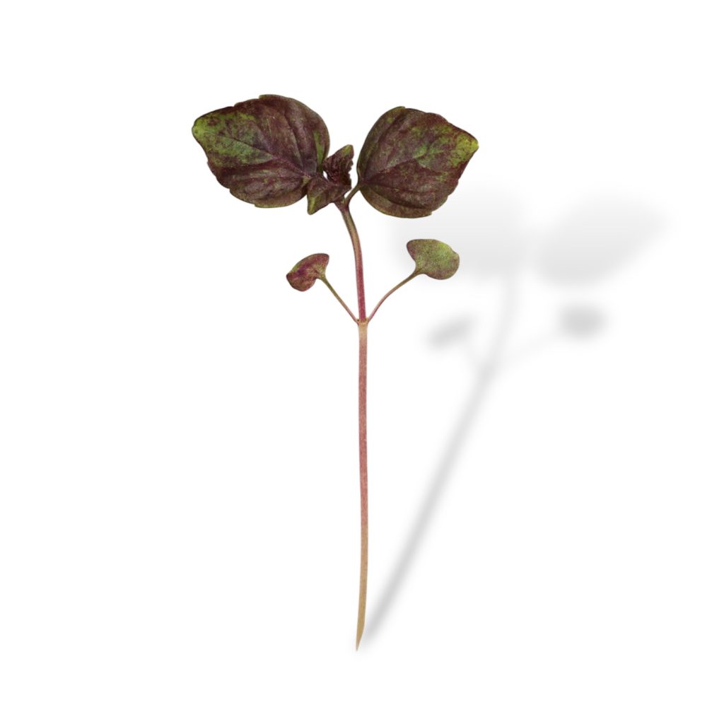 Micro Shiso Rosso