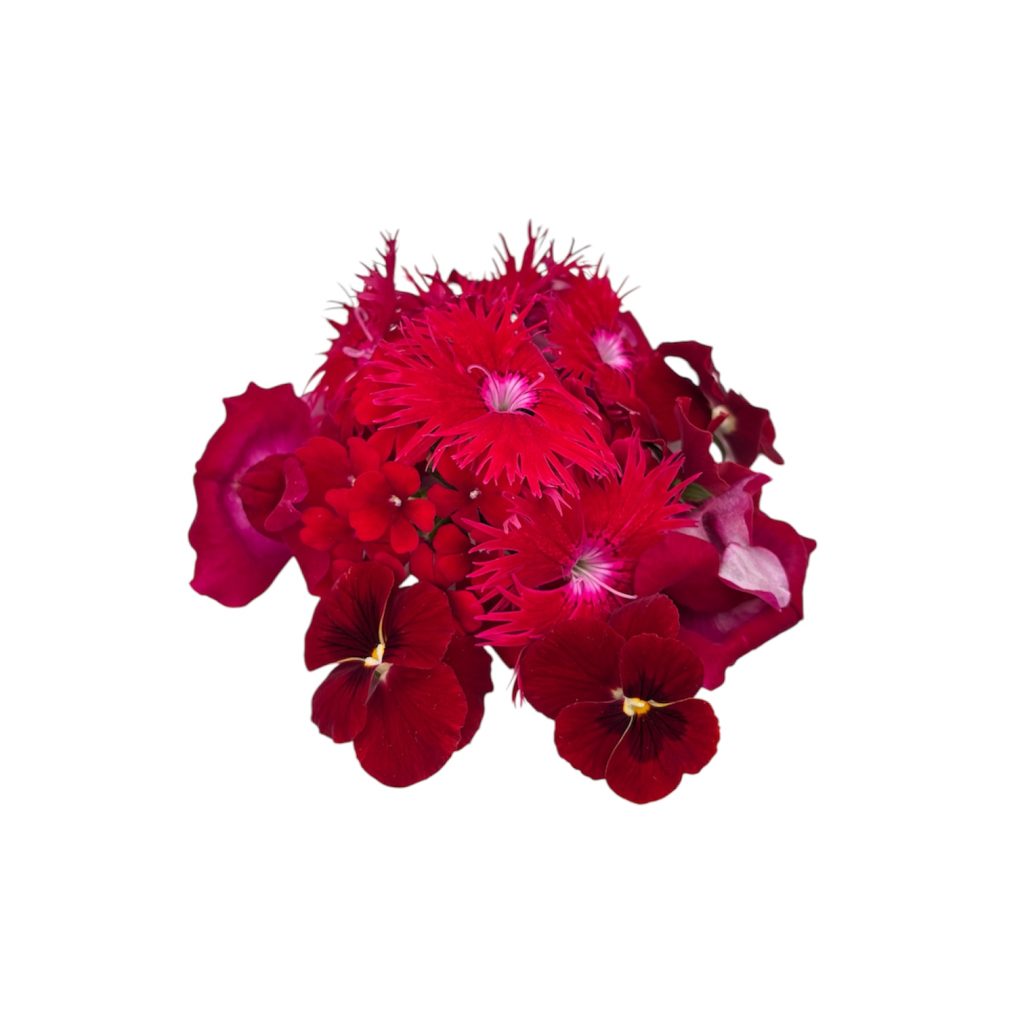 Fiori eduli rossi