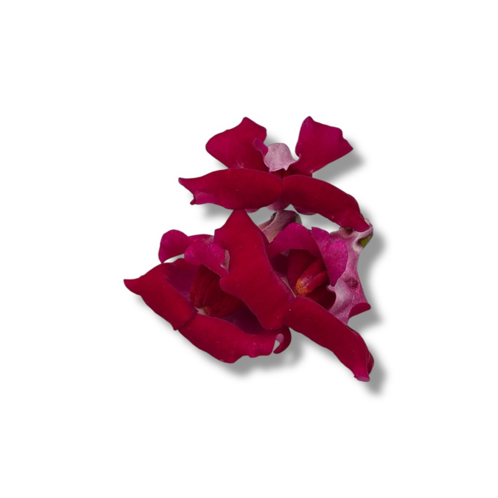Fiori eduli rossi
