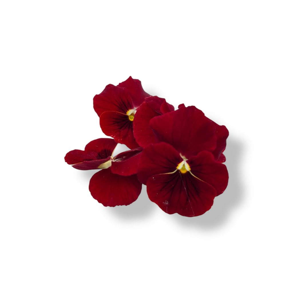 Fiori eduli rossi