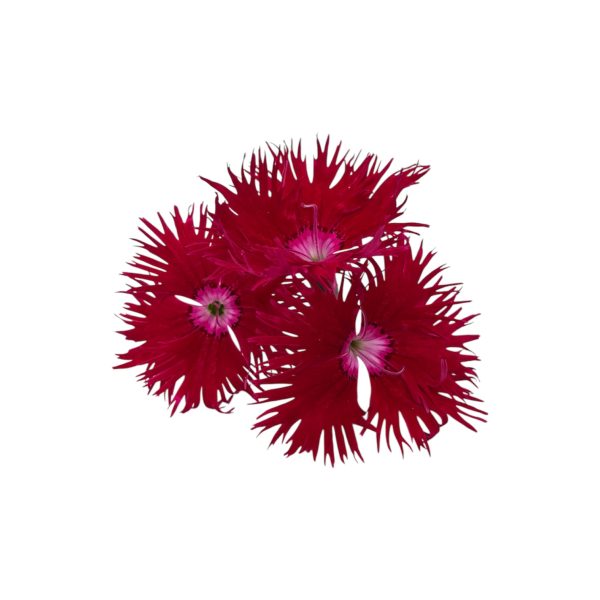 Fiori eduli rossi - immagine 7