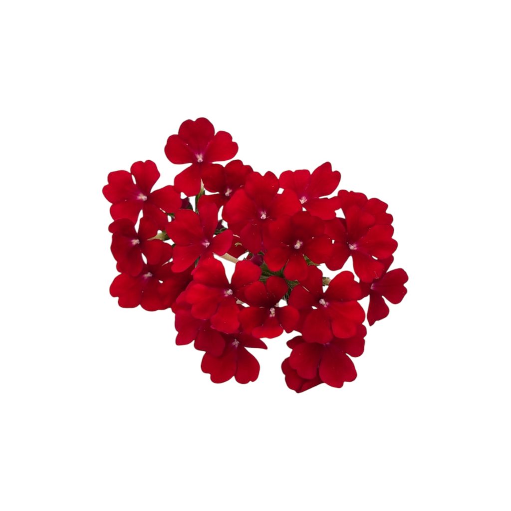 Fiori eduli rossi