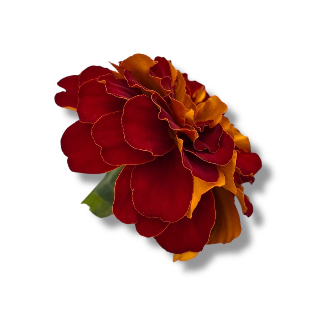 Fiori eduli rossi