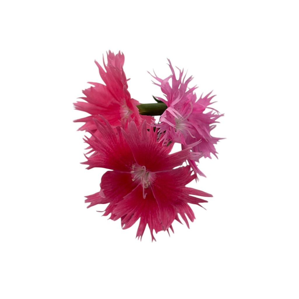 Fiori eduli rosa