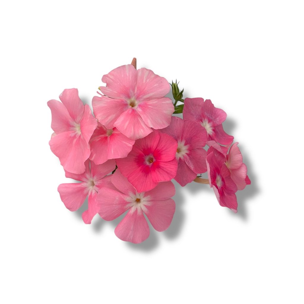 Fiori eduli rosa