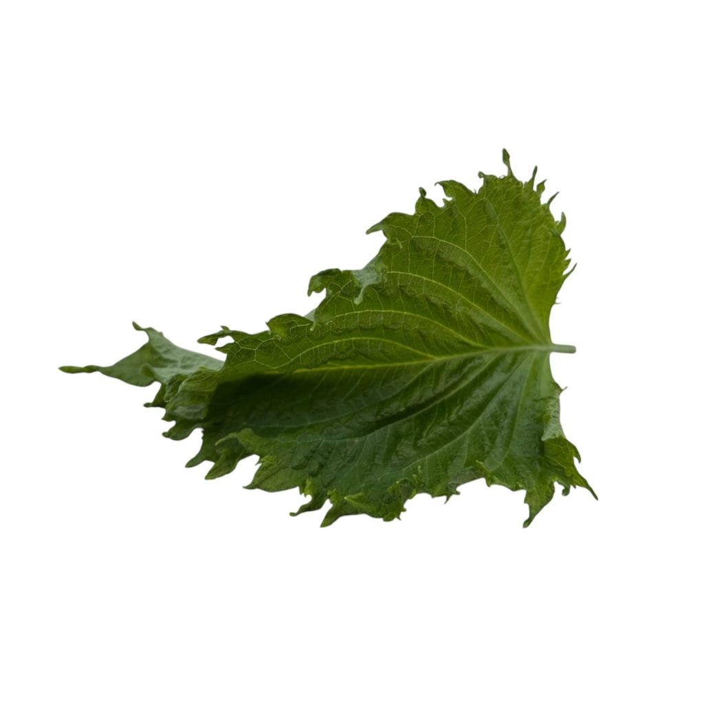 Shiso verde