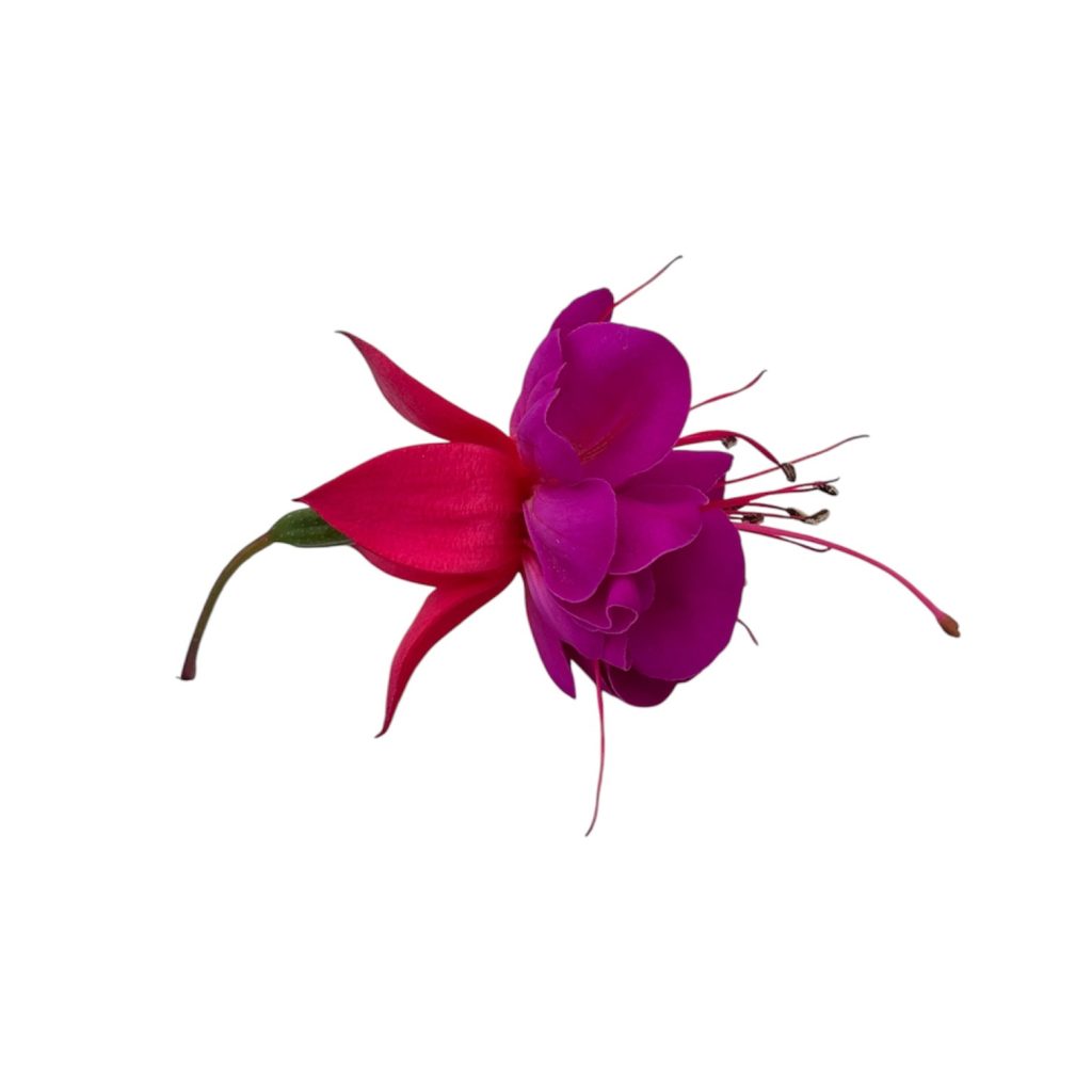 Fiori eduli rosa