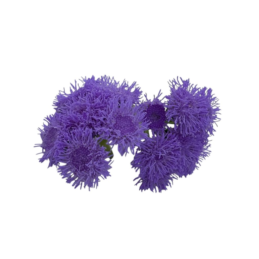Fiori eduli viola