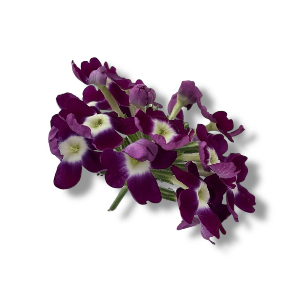 Fiori eduli viola