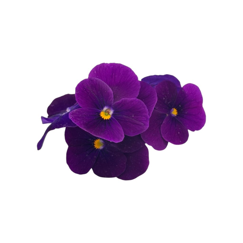 Fiori eduli viola