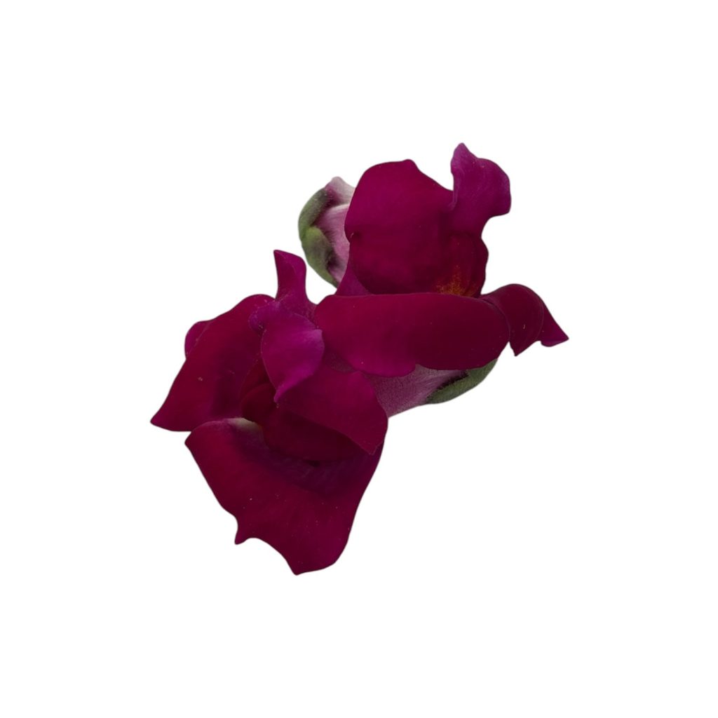 Fiori eduli viola