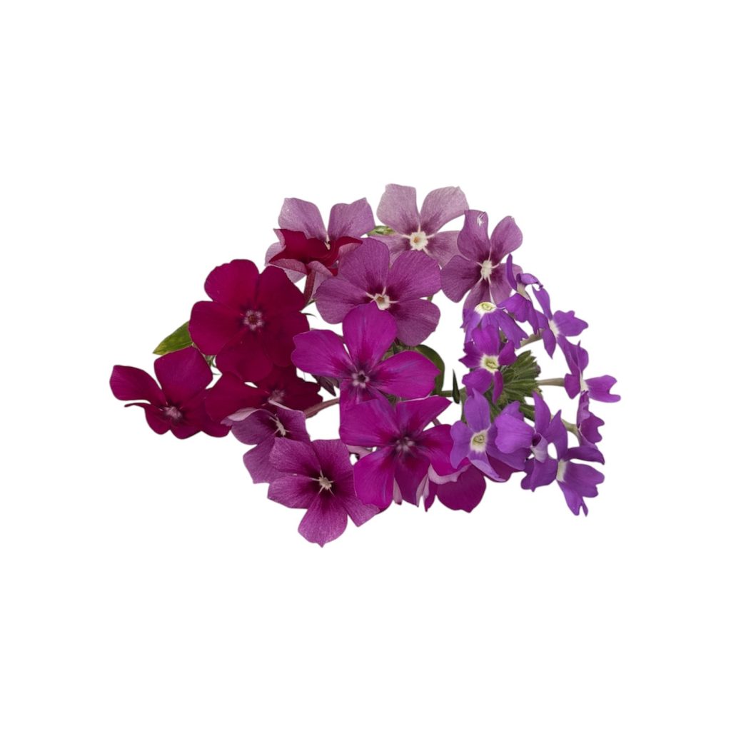 Fiori eduli viola