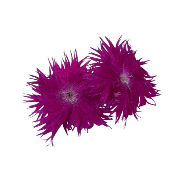 Fiori eduli viola - immagine 7
