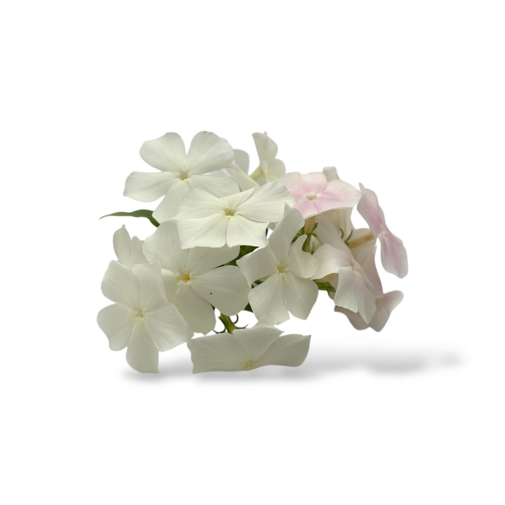 Fiori eduli bianchi