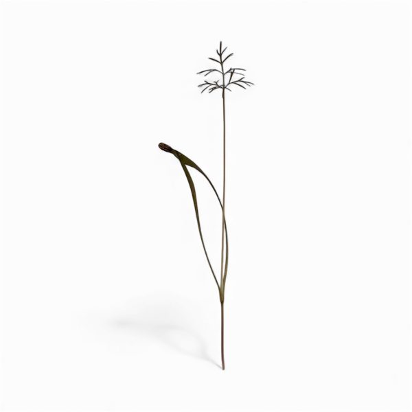 Micro Finocchio Bronzato 4 pezzi - immagine 2