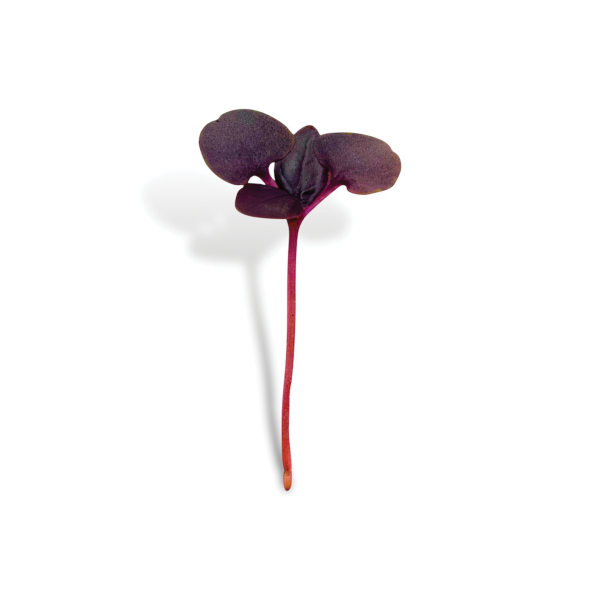Micro Basilico Rosso Vaschetta I Gamma - immagine 2