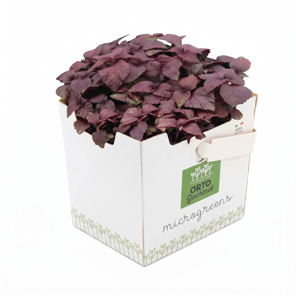 Micro Shiso Rosso 1 pezzo