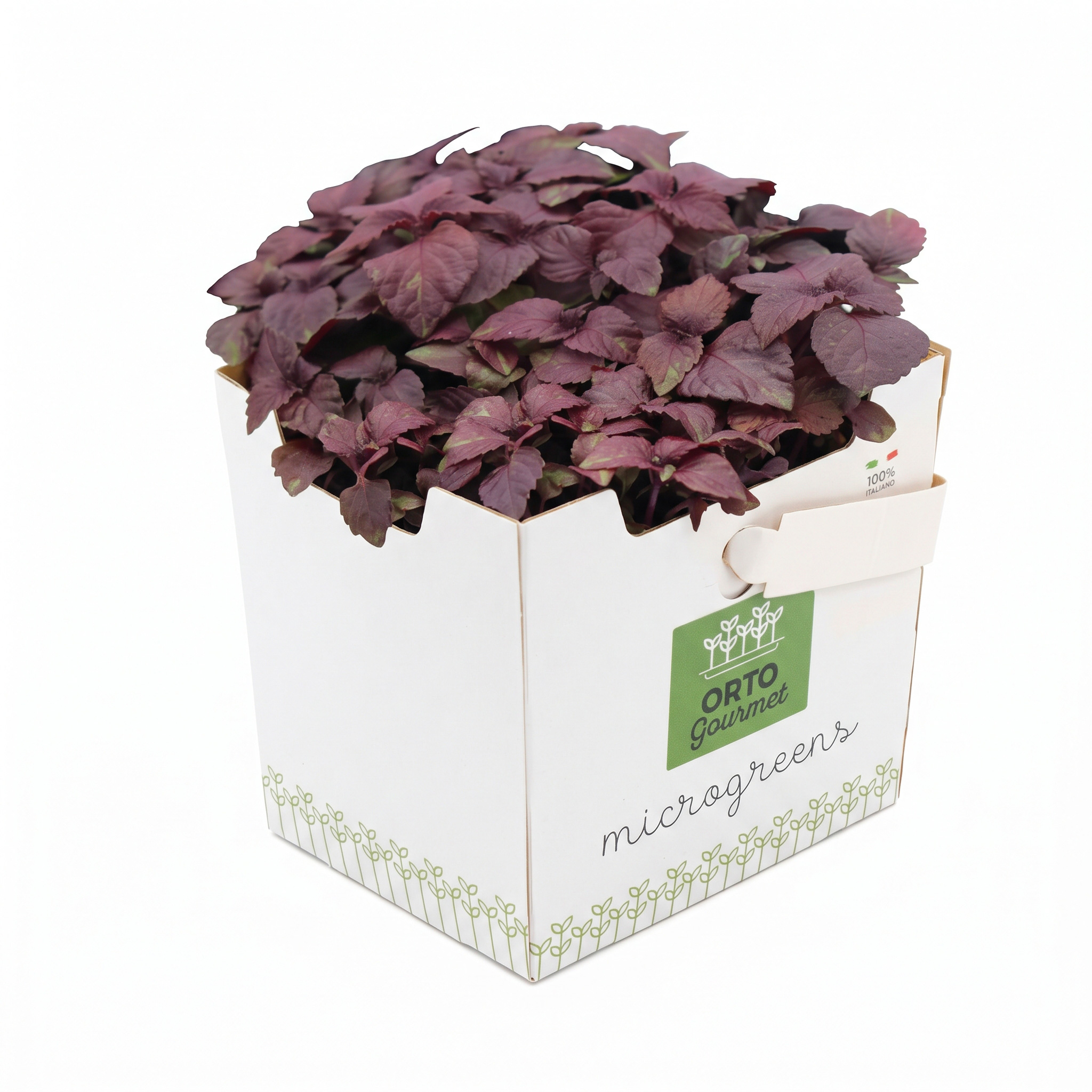 Micro Shiso Rosso 1 pezzo - immagine 1