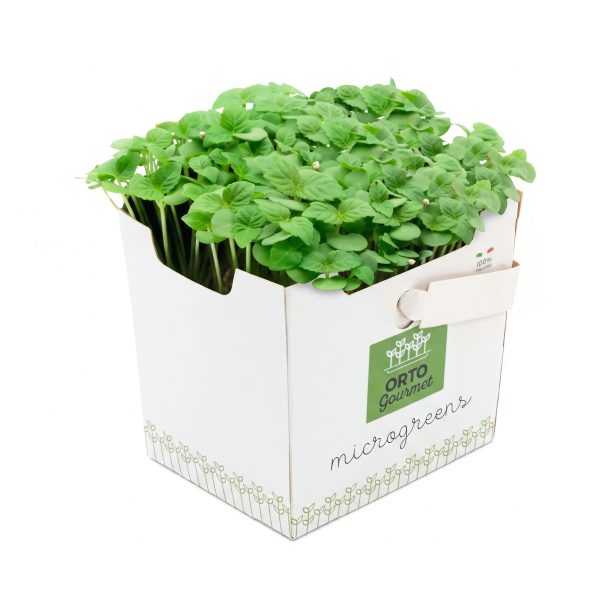 Micro Shiso Verde 1 pezzo - immagine 1
