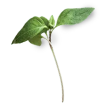 Micro Basilico Thai