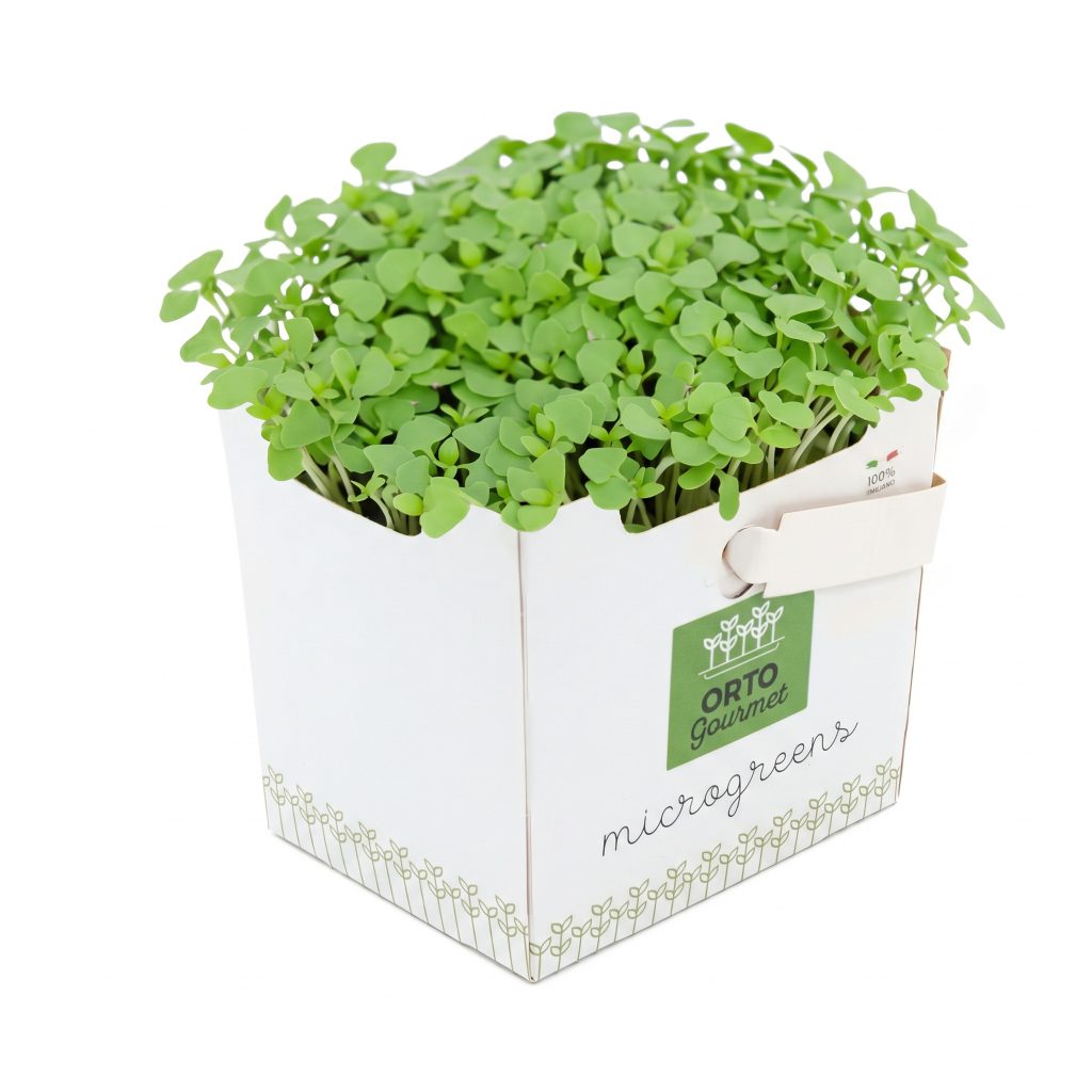 Micro Basilico Lemon 1 pezzo