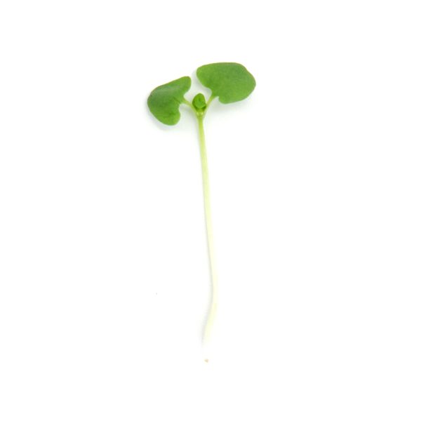 Micro Basilico Lemon 8 pezzi - immagine 2