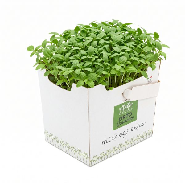 Micro Basilico Thai 1 pezzo - immagine 1