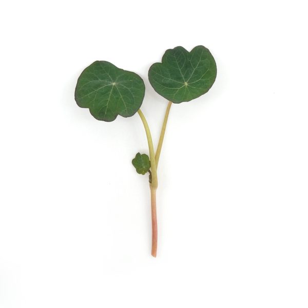Micro Nasturzio 4 pezzi - immagine 2