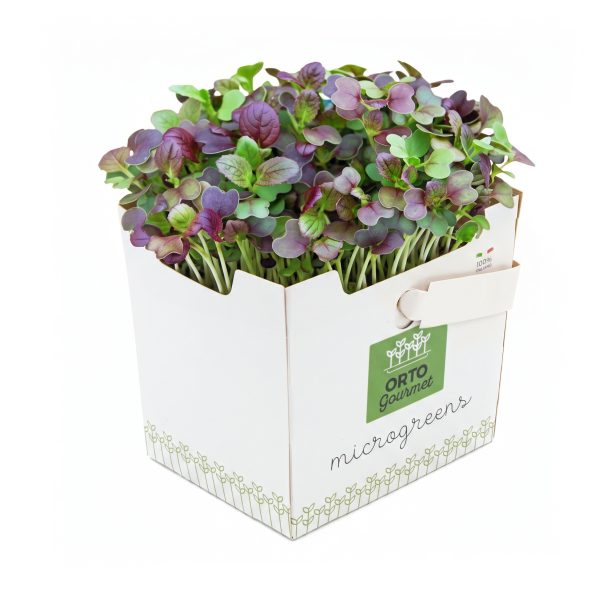 Micro Pak Choi 1 pezzo - immagine 1