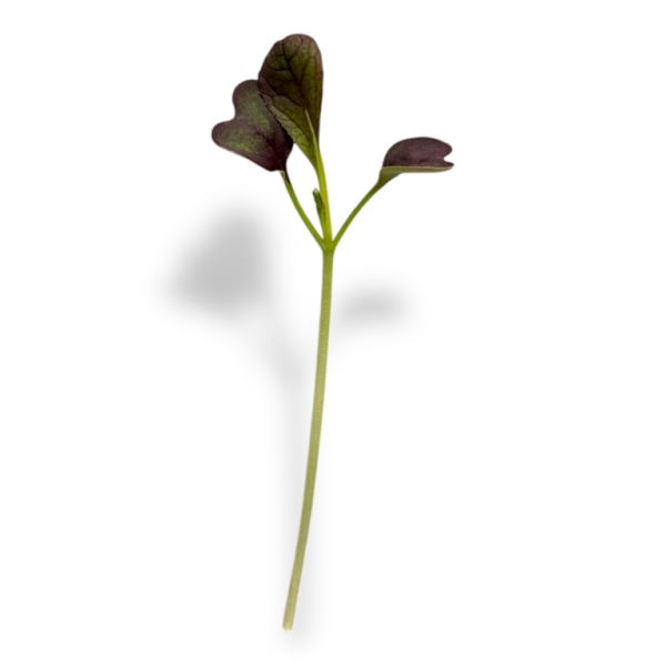 Micro Pak Choi 4 pezzi - immagine 2