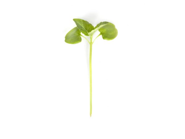 Micro Shiso Verde Vaschetta I Gamma - immagine 2