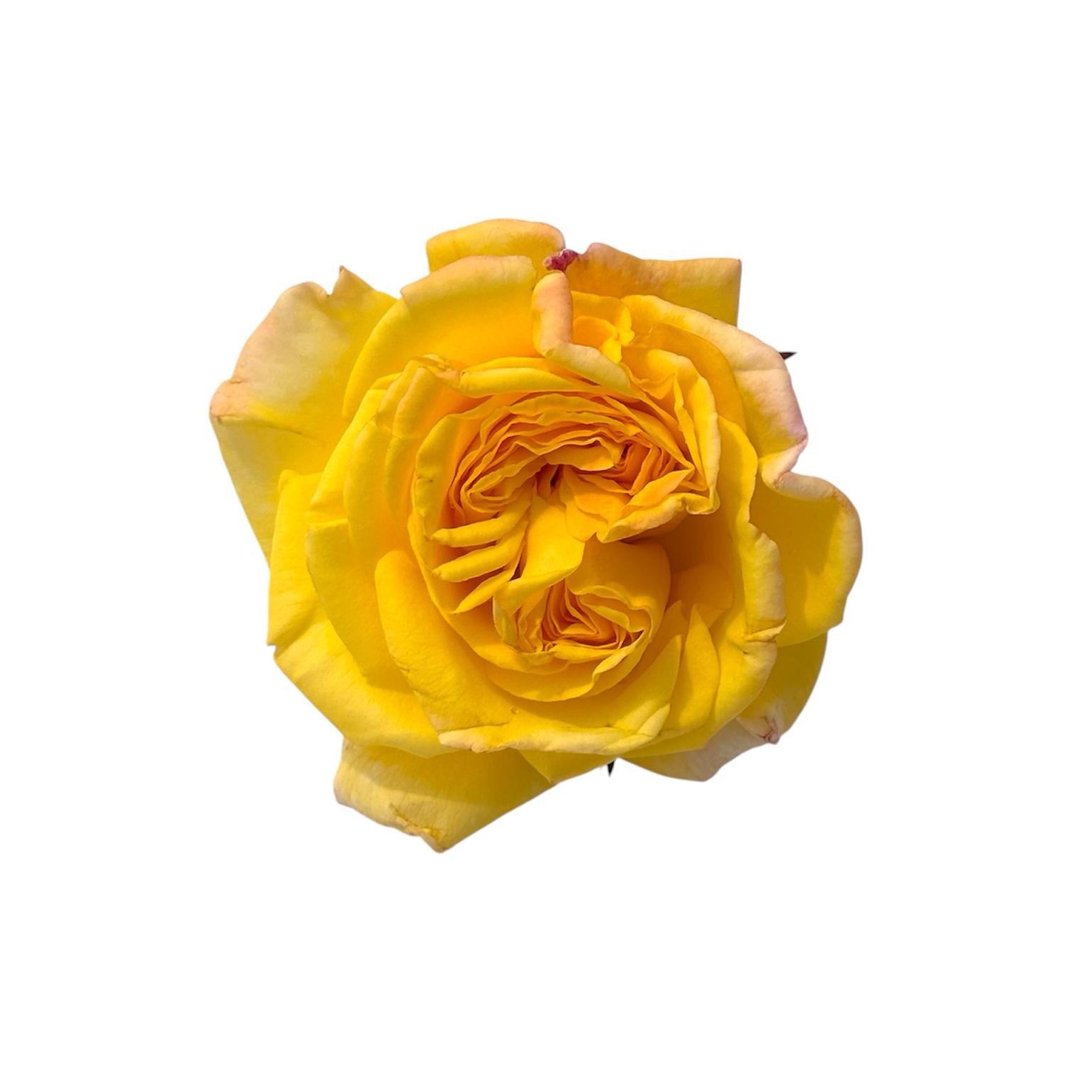 Rosa Gialla - immagine 1