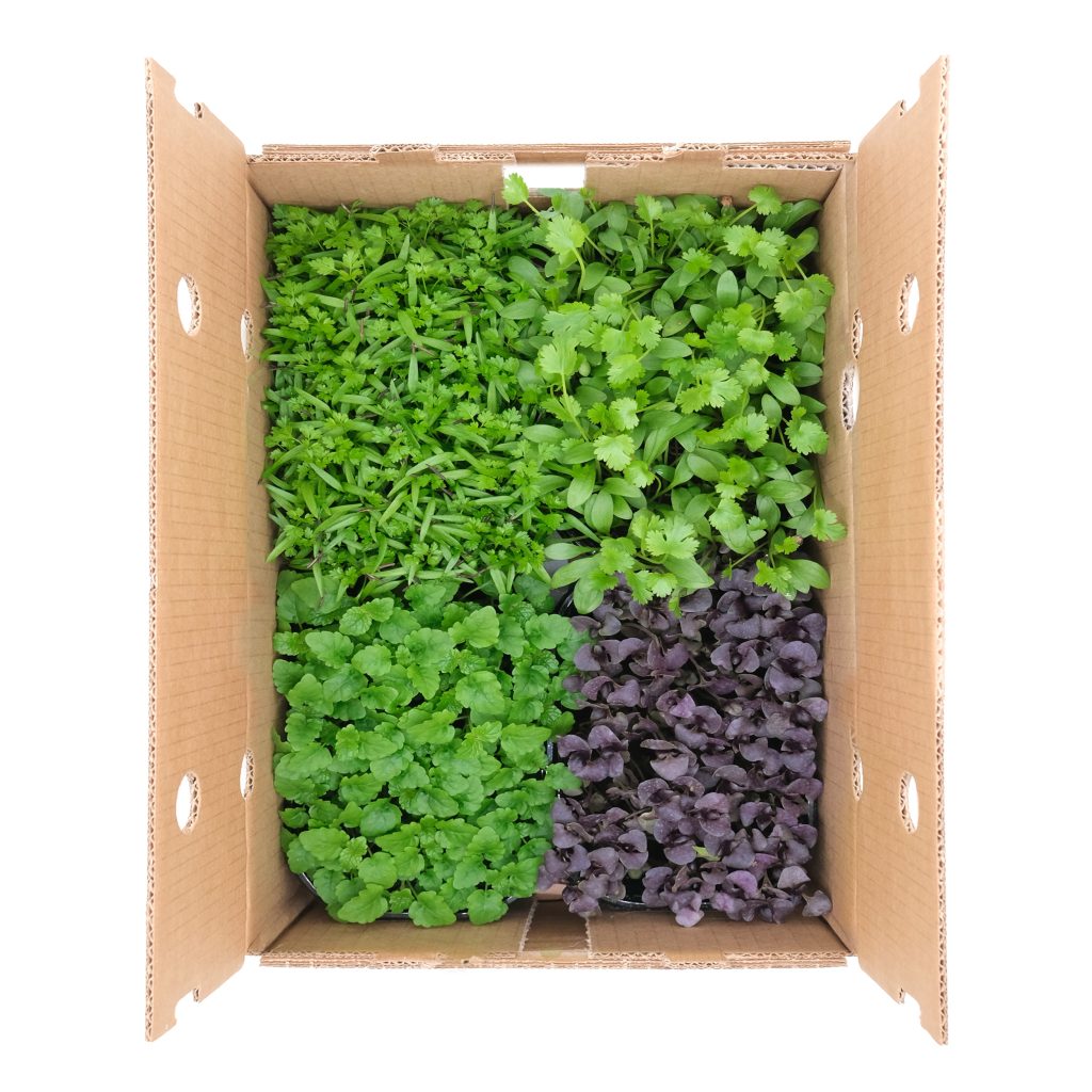 Micromix Aroma 4 pezzi