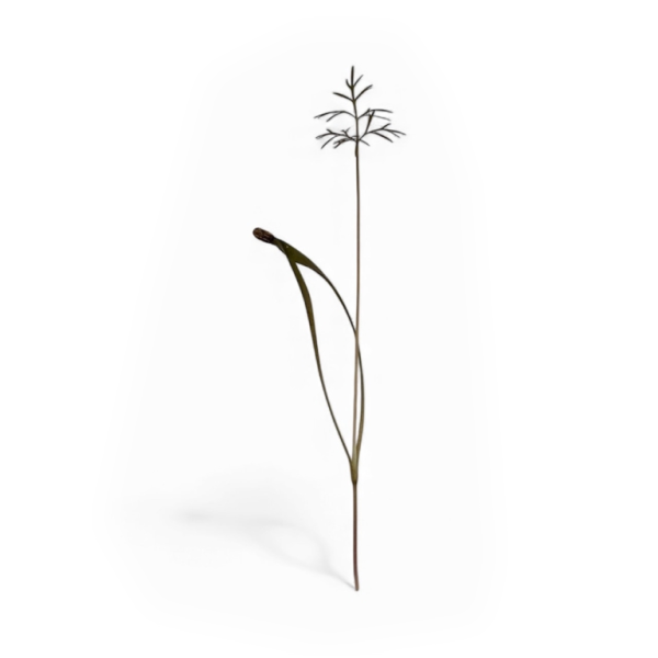 Micro Finocchio Bronzato 1 pezzo - immagine 2