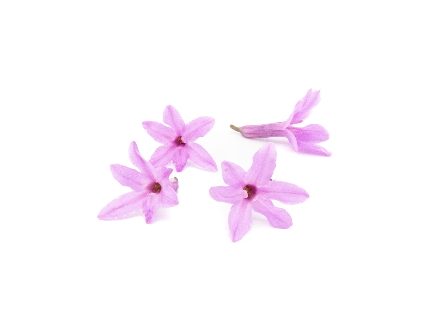 Fiore d'Aglio - immagine 3