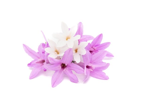Fiore d'Aglio - immagine 1