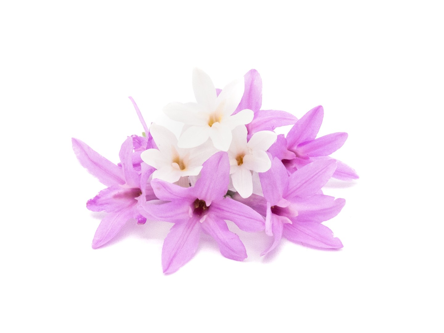 Fiore d'Aglio - immagine 1