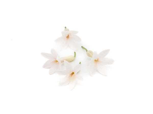 Fiore d'Aglio - immagine 2