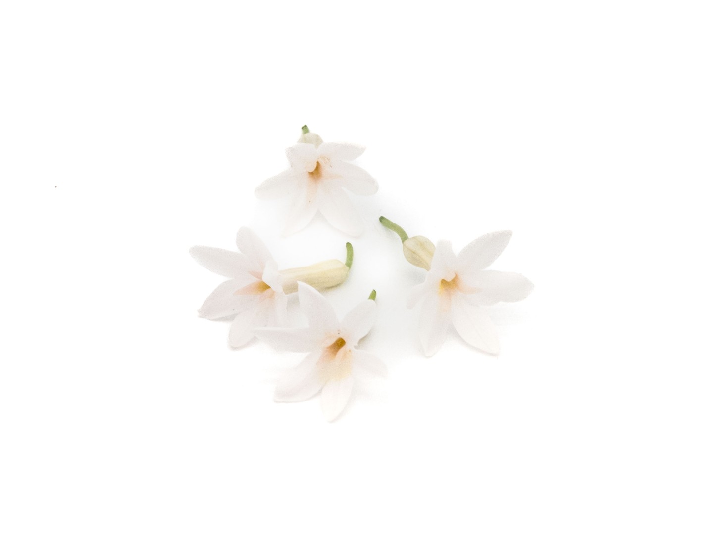 Fiore d'Aglio - immagine 2