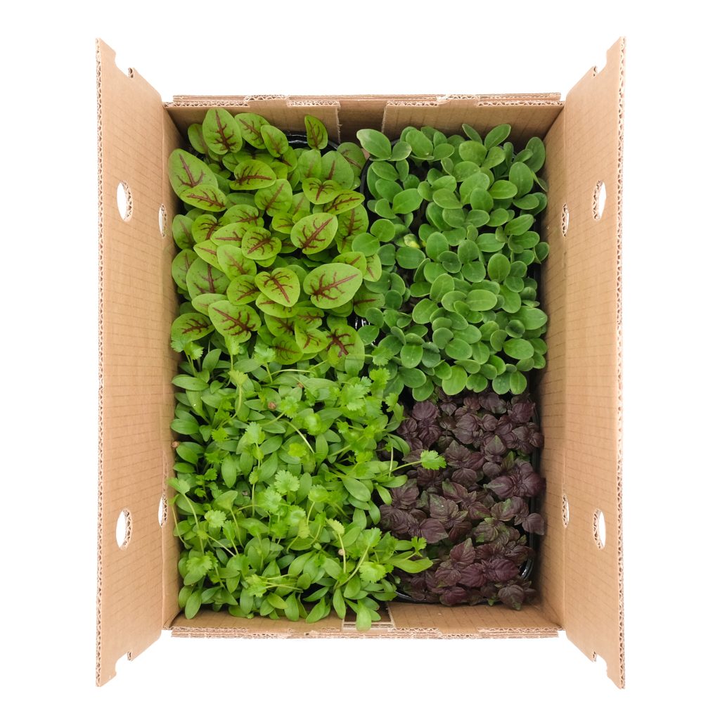 Micromix Fish 4 pezzi
