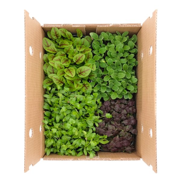 Micromix Fish 4 pezzi - immagine 1