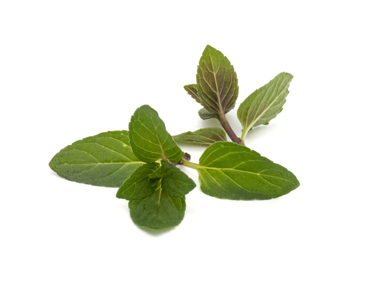 Menta Cioccolato - immagine 1