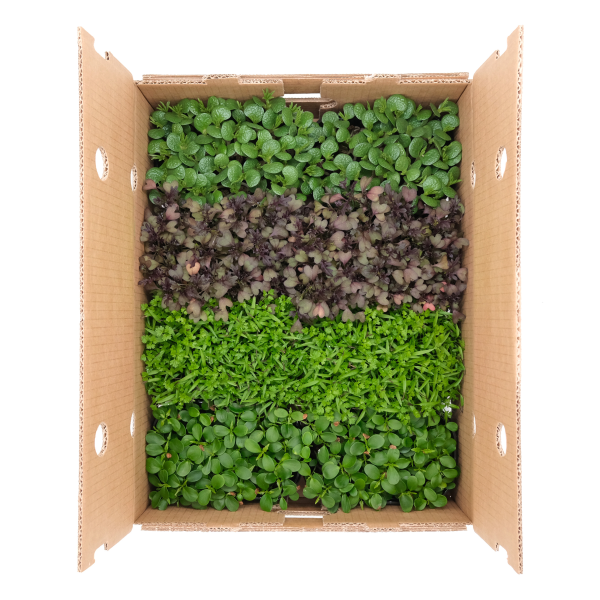 Micromix Novità - immagine 1