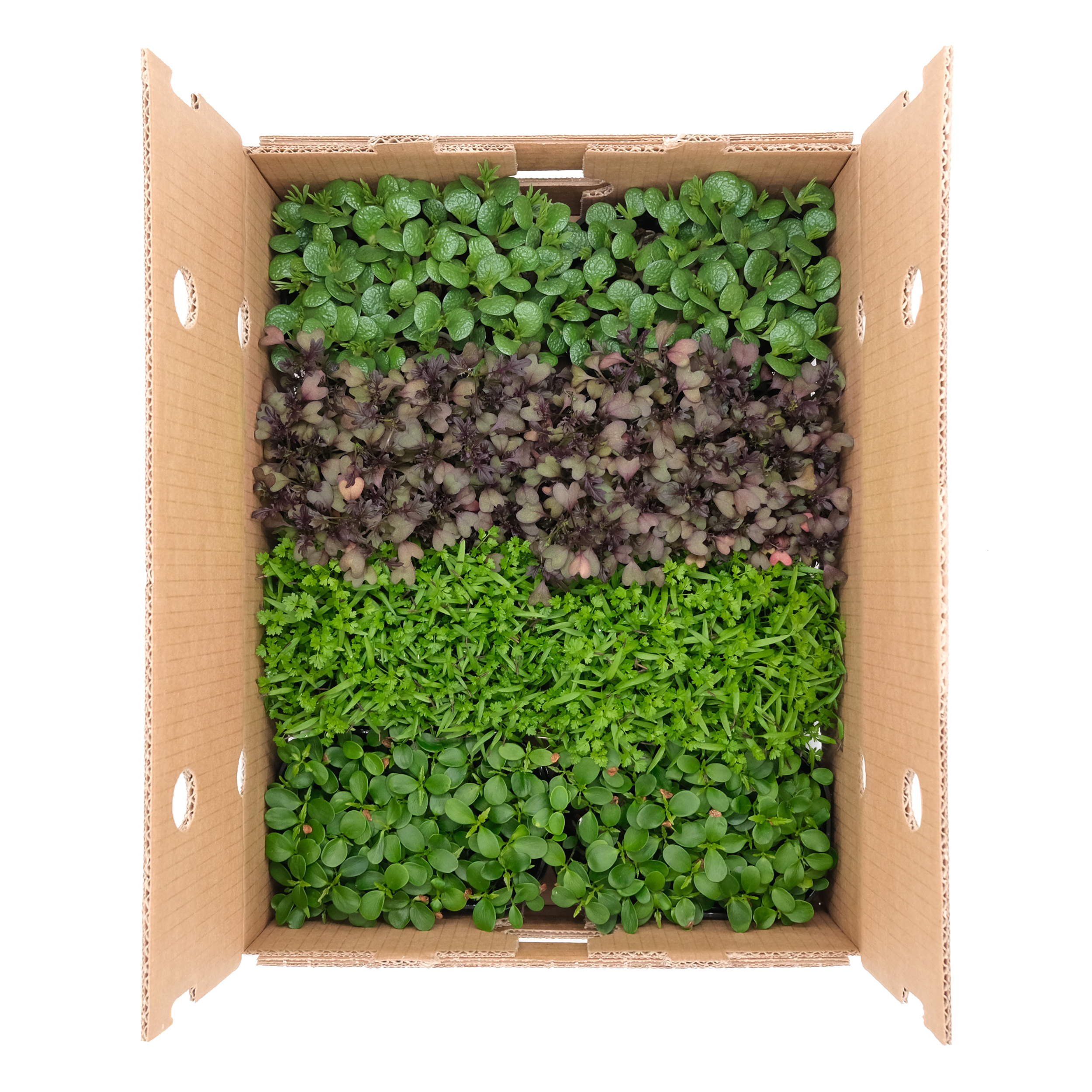 Micromix Novità - immagine 1